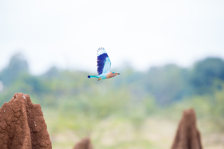 The Indian roller , is a member of the roller family of birds. They are found widely across tropical Asia and are best known for the aerobatic displays of the male during the breeding season.の写真素材