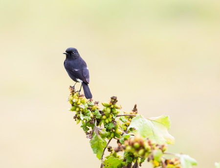 The pied bush chat is a small passerine bird found ranging from West Asia and Central Asia to the Indian subcontinent and Southeast Asia. About sixteen subspecies are recognized through its wide rangeの写真素材