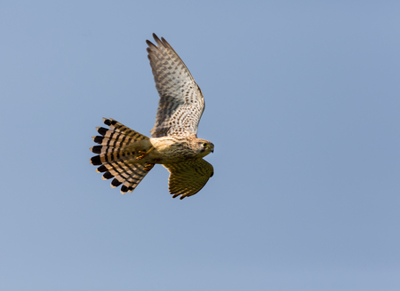 The common kestrel a bird of prey species belonging to the kestrel group of the falcon family. It is also known as the European kestrel, Eurasian kestrel, or Old World kestrel. Perched on a bush.の写真素材