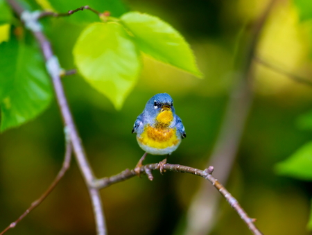A small warbler of the upper canopy, the Northern Parula can be found in boreal forests of Quebec....