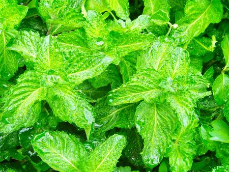 Mint leaves after rain, the background.    