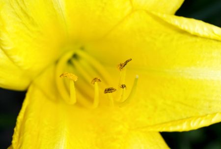 Pistil and stamens yellow lily. Close-up.の写真素材