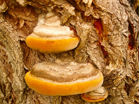 Woody fungus that grows on the bark of an oak.