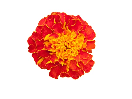 Marigold flower (Latin Tagetes). Isolated on white.の写真素材