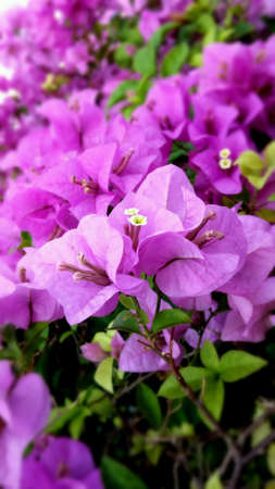 bougainvillea in the evening.の素材