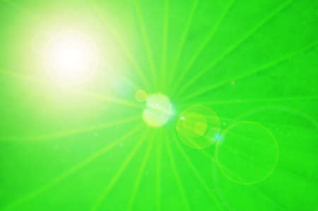 Light effect on lotus leafの写真素材