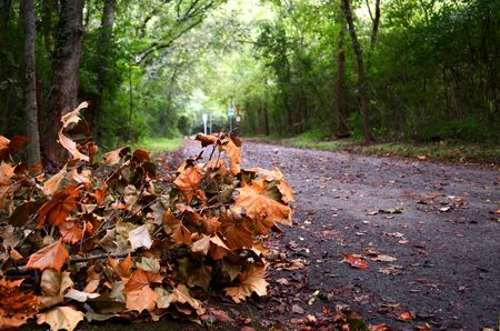 Leaves on Roadside