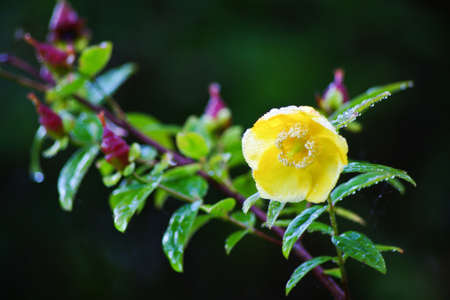 Yellow flowerの写真素材