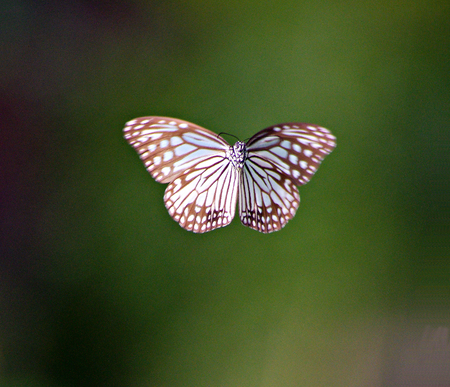 Butterfly effect の写真素材