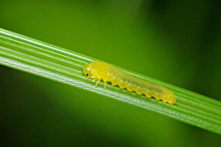 Yellow wormの写真素材