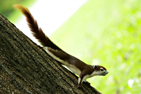 chipmunk