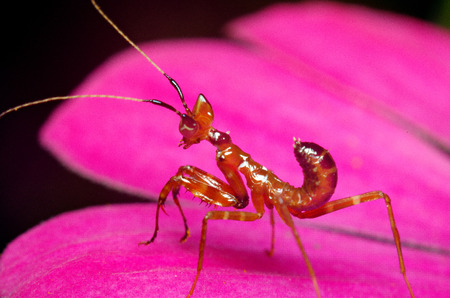 Mantis on a pink flowerの写真素材