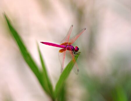 A red dragonfly rest on a leafの写真素材