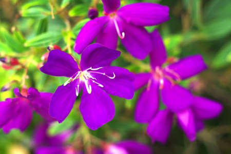 Purple flowersの写真素材