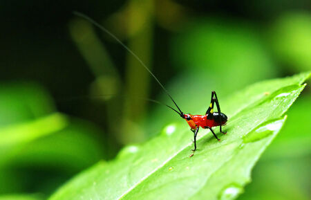 Insect in the Morning, red Cricketの写真素材