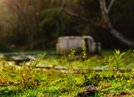 swamp with an old abandoned sofa in the background blurred flowers foregroundの写真素材