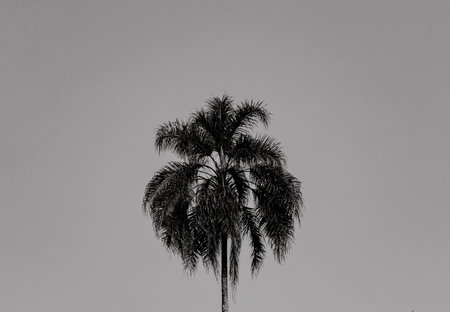 palm tree silhouetteの写真素材