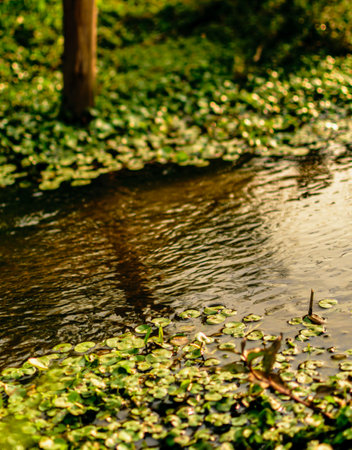 watercourse with moss, aquatic plants and a trunk in the backgroundの写真素材