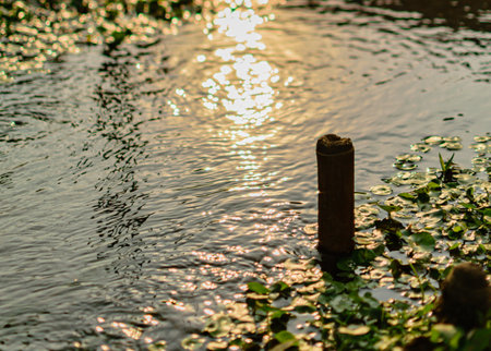 watercourse with moss, aquatic plants and a trunkの写真素材