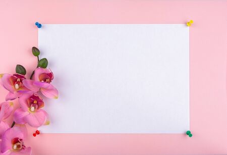 a white sheet is attached with push pins to a pink background. Side view of a pink orchid