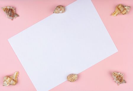 six shells on a pink background with place for textの写真素材