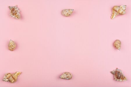eight shells on a pink background around the perimeterの写真素材