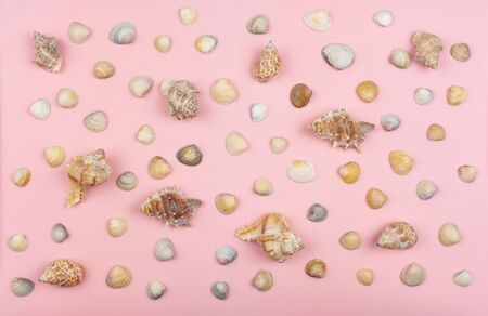 many different shells on a pink backgroundの写真素材