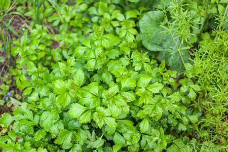 Large burdock leaves in green grass, top view, texture, background