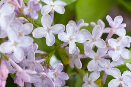 purple lilac branch, used as a background or textureの写真素材