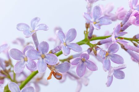 a branch of purple lilac on a white background, used as a background or textureの写真素材