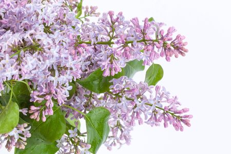 a branch of purple lilac on a white background, used as a background or textureの写真素材