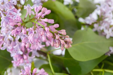 purple lilac branch, used as a background or textureの写真素材