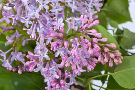 purple lilac branch, used as a background or textureの写真素材