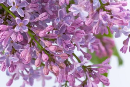 purple lilac branch, used as a background or textureの写真素材