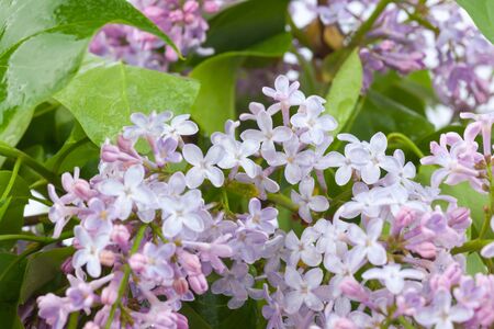 purple lilac branch, used as a background or textureの写真素材
