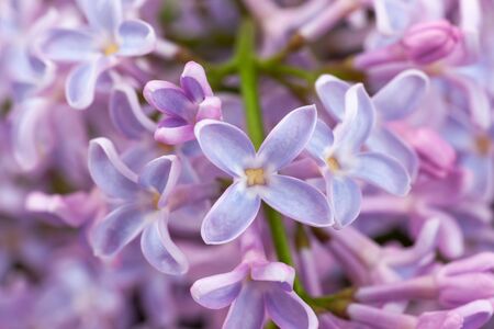 purple lilac branch, used as a background or textureの写真素材