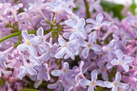 purple lilac branch, used as a background or textureの写真素材