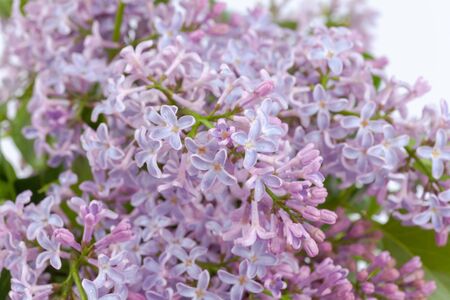 purple lilac branch, used as a background or textureの写真素材