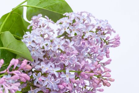a branch of purple lilac on a white background, used as a background or textureの写真素材