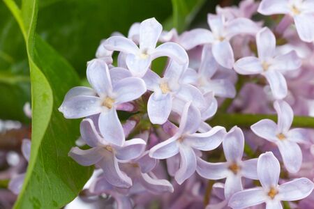 purple lilac branch, used as a background or textureの写真素材