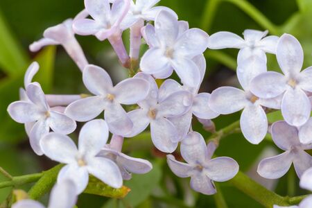 purple lilac branch, used as a background or textureの写真素材