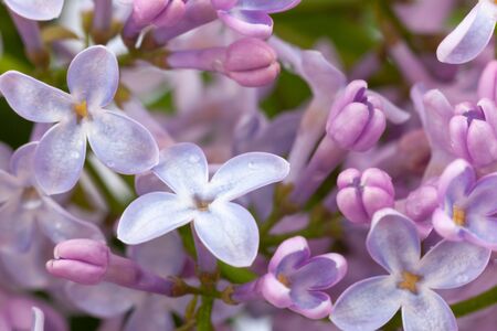 purple lilac branch, used as a background or textureの写真素材