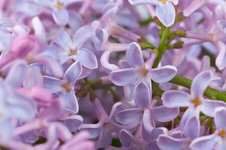 purple lilac branch, used as a background or textureの写真素材