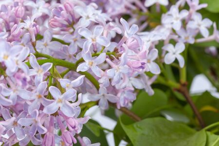 purple lilac branch, used as a background or textureの写真素材