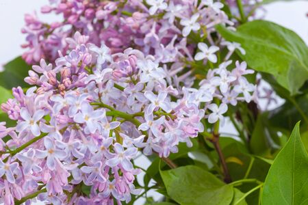 purple lilac branch, used as a background or textureの写真素材