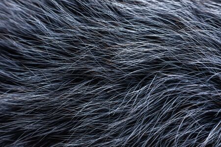 gray fur close-up, used as a background or texture. Soft focusの写真素材
