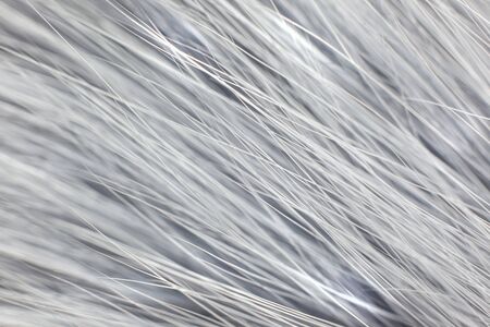 Grey white fur close-up, used as a background or texture. Soft focusの写真素材