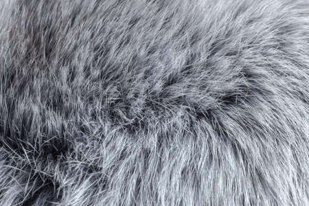 gray fur close-up, used as a background or texture. Soft focusの写真素材