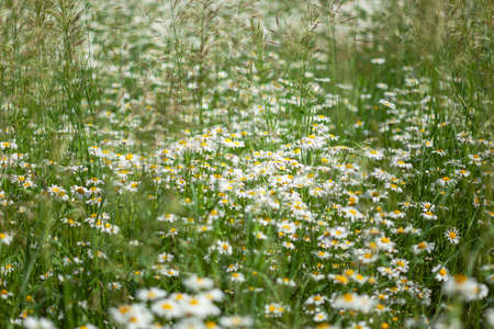 lots of white daisies in the field, use as background or textureの写真素材