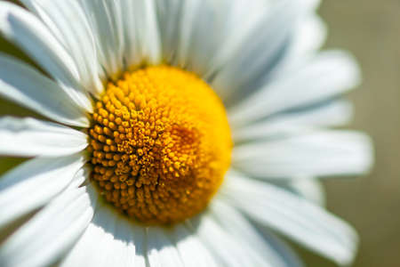 White daisy close-up, macro, use as a background or textureの写真素材